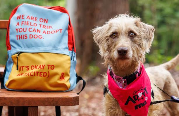 Maui Humane Society's Beach Buddies Program